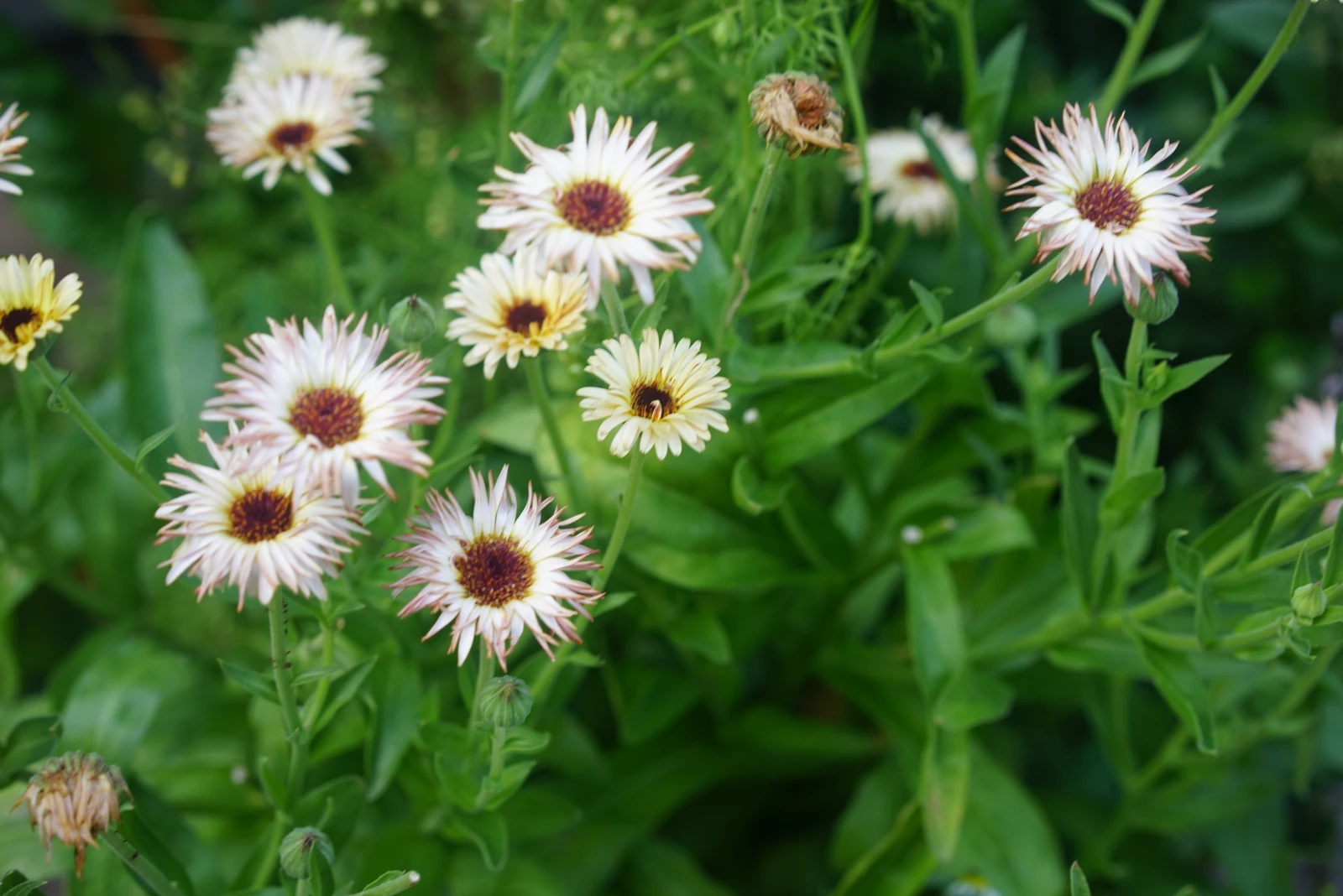 calendula uses