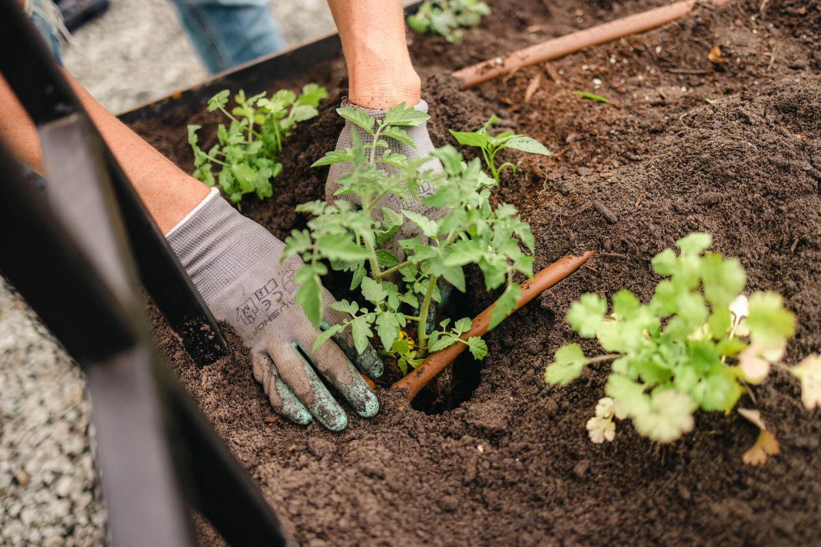 make money selling plants