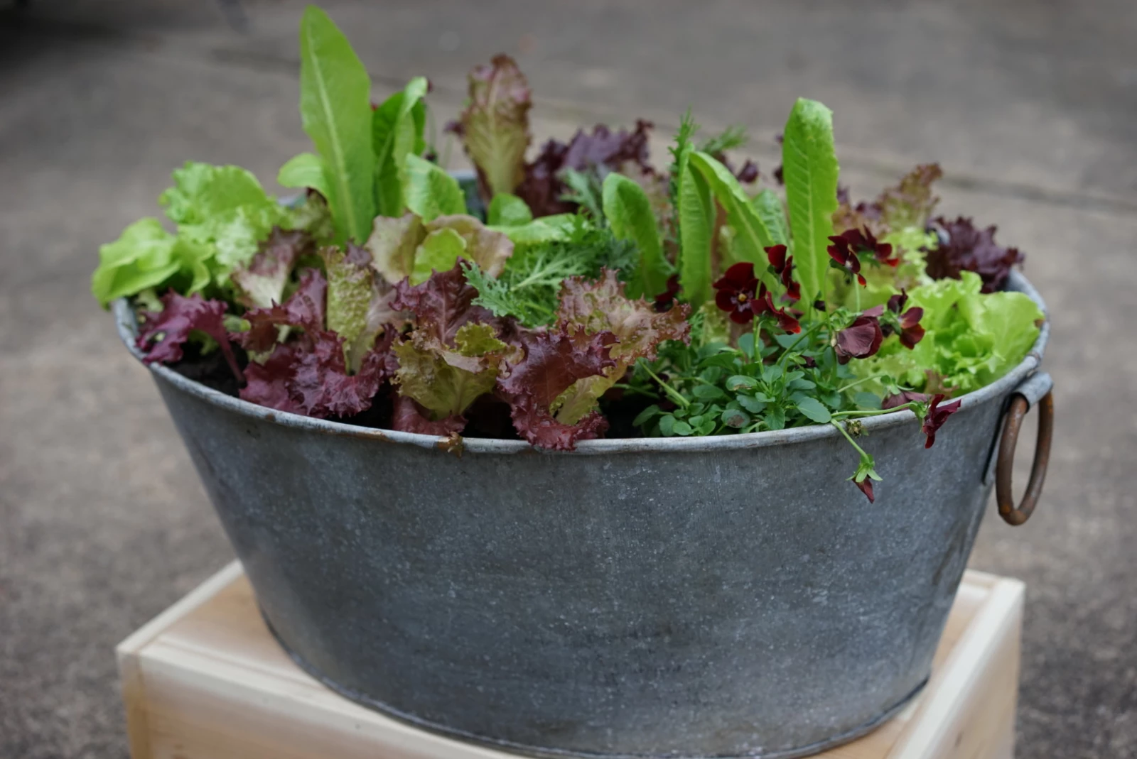container lettuce