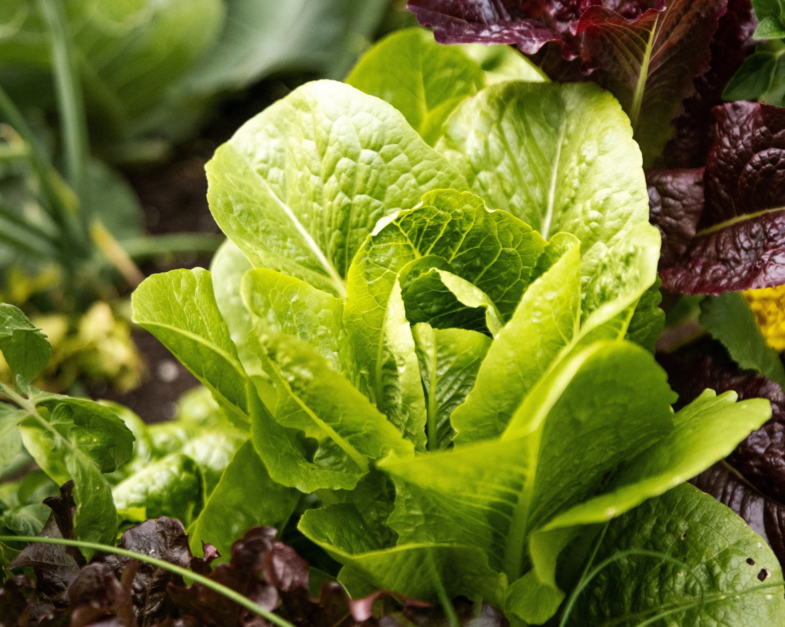 romaine lettuce