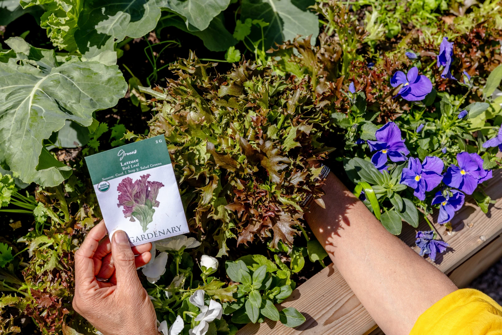 red lettuce plant