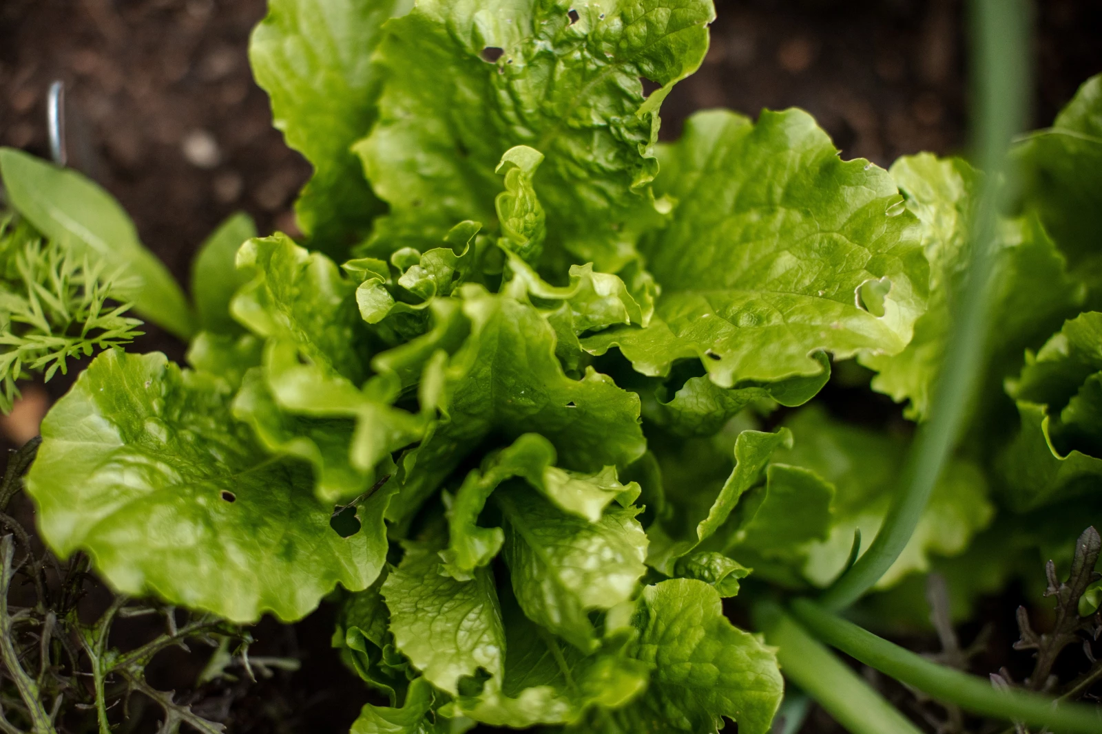 pest damage on lettuce leaves