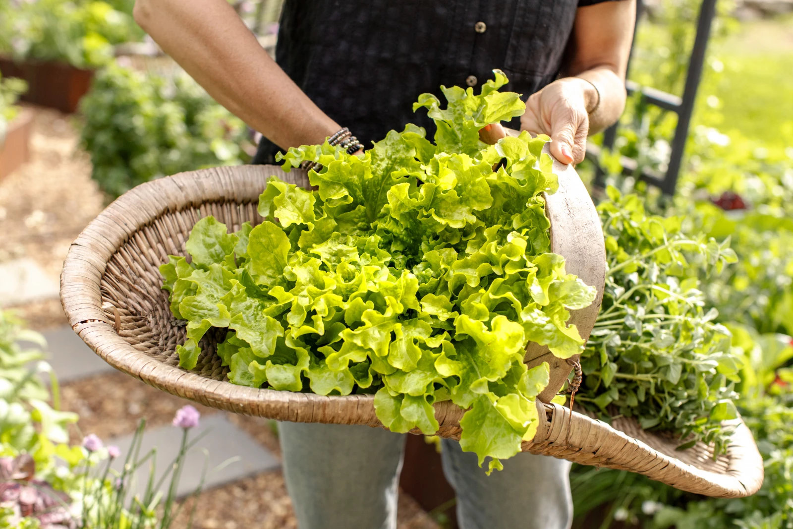 how to start a lettuce garden