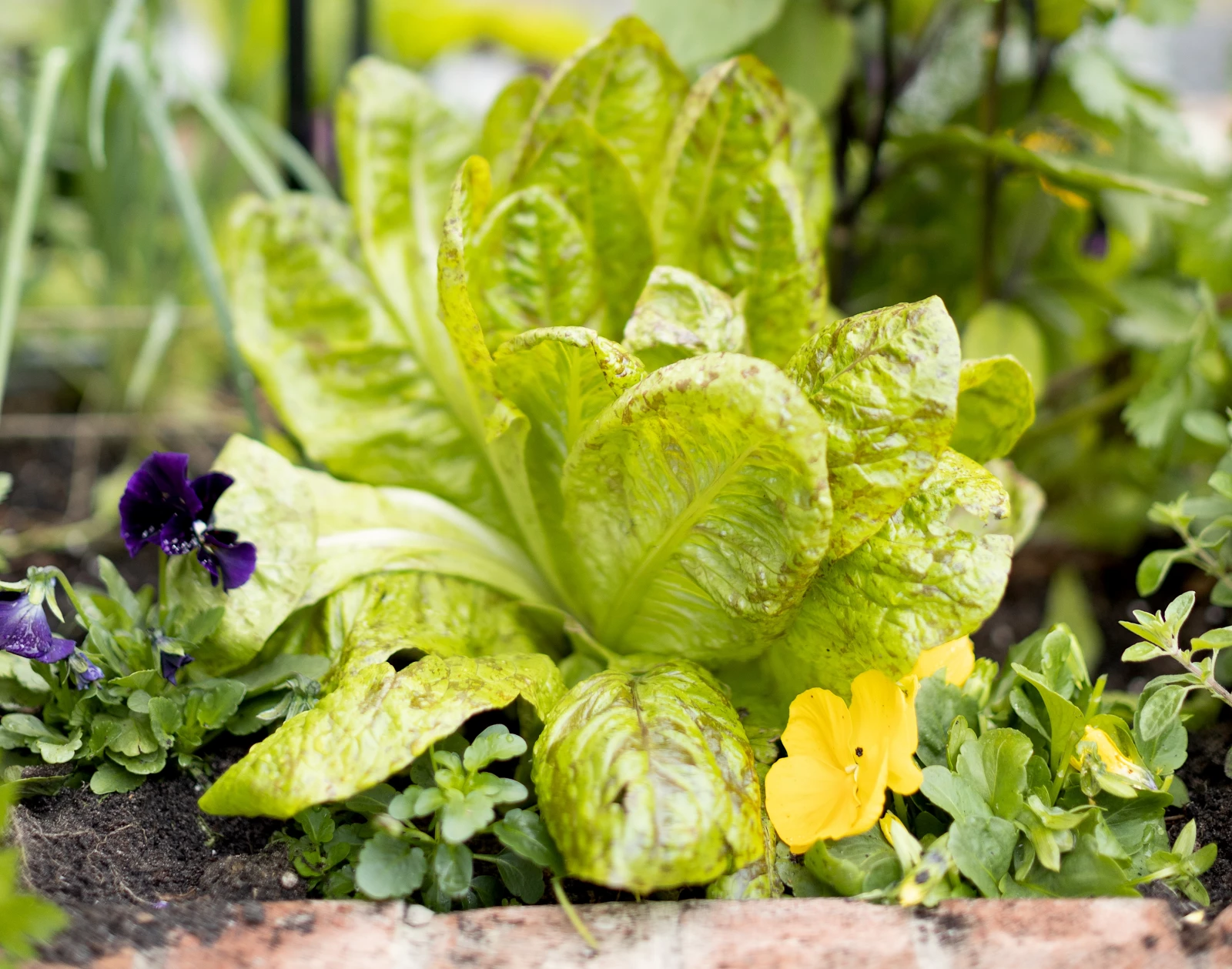 lettuce in a salad garden