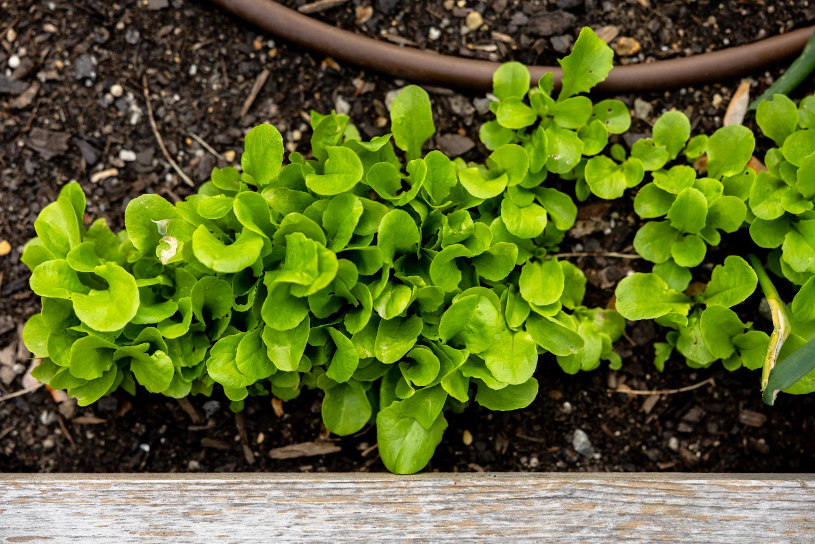 lettuce plant spacing