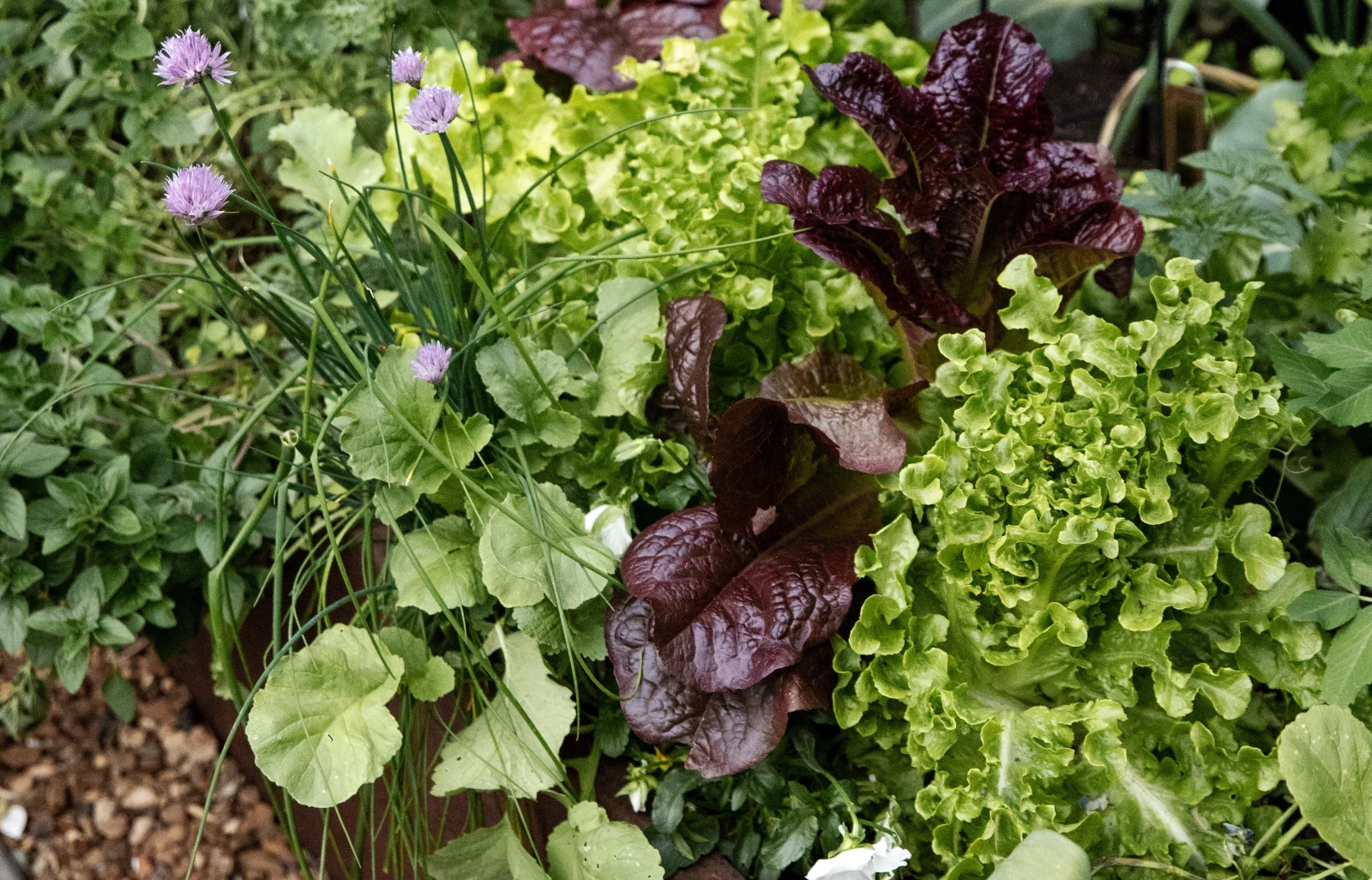 lettuce garden plants