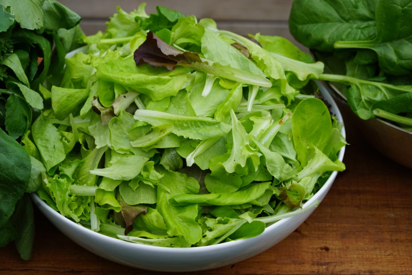 garden lettuce harvest