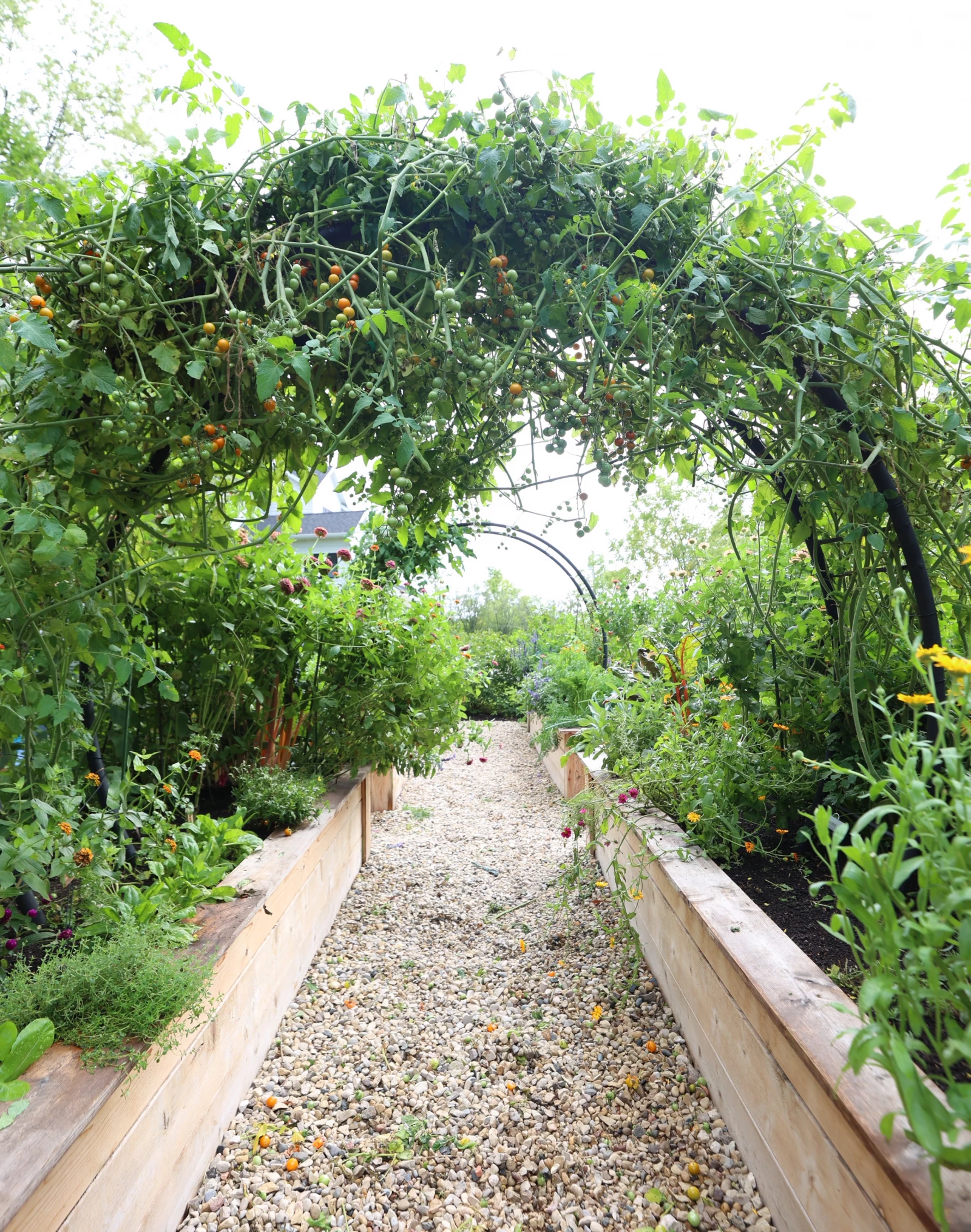 arch garden trellis with tomatoes