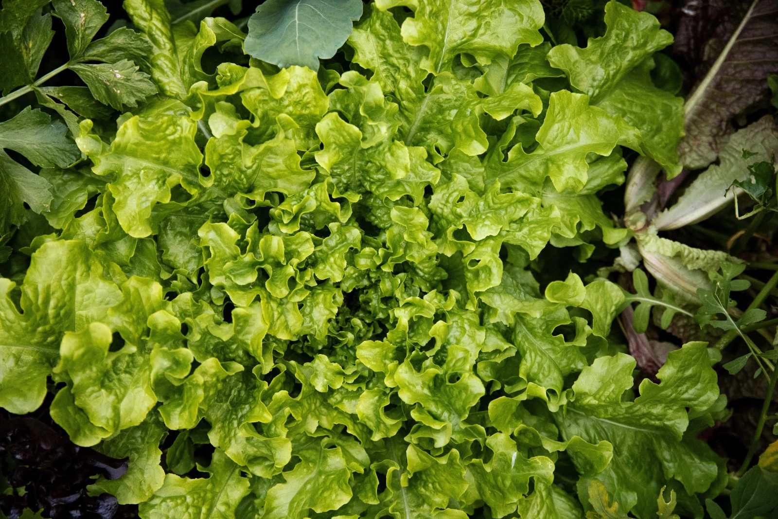 lettuce plants