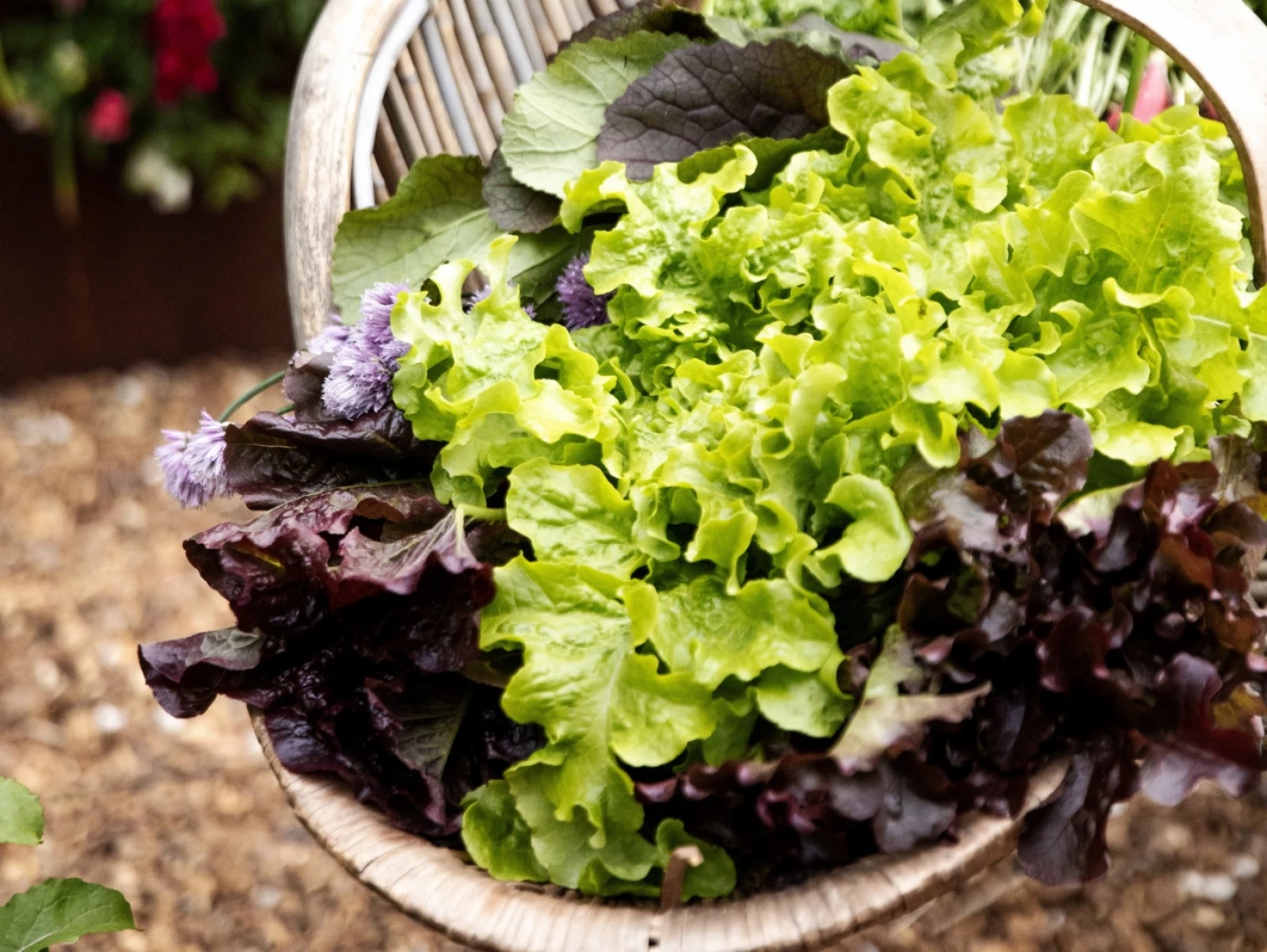 lettuce harvest