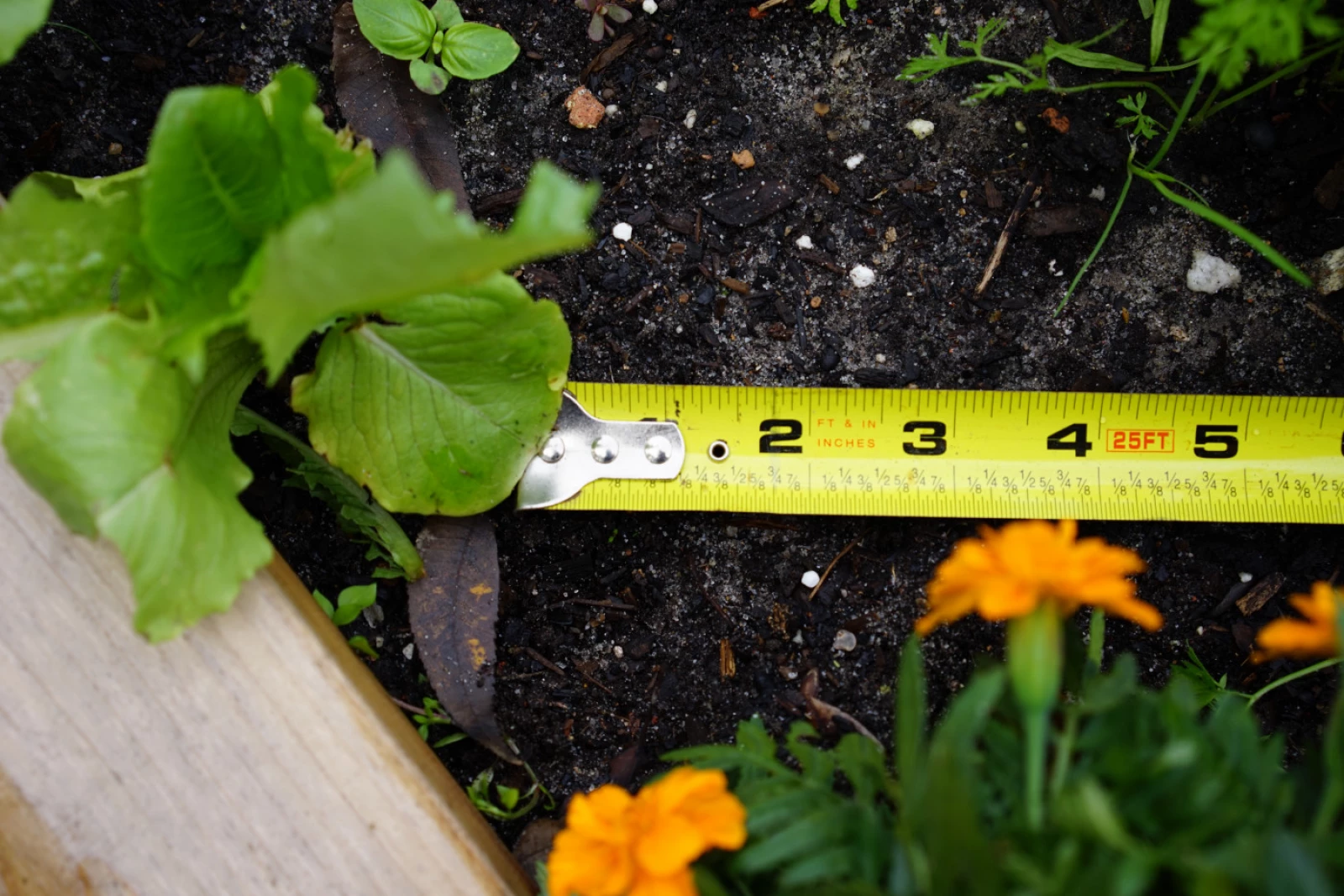 using a seed ruler to space out lettuce seeds