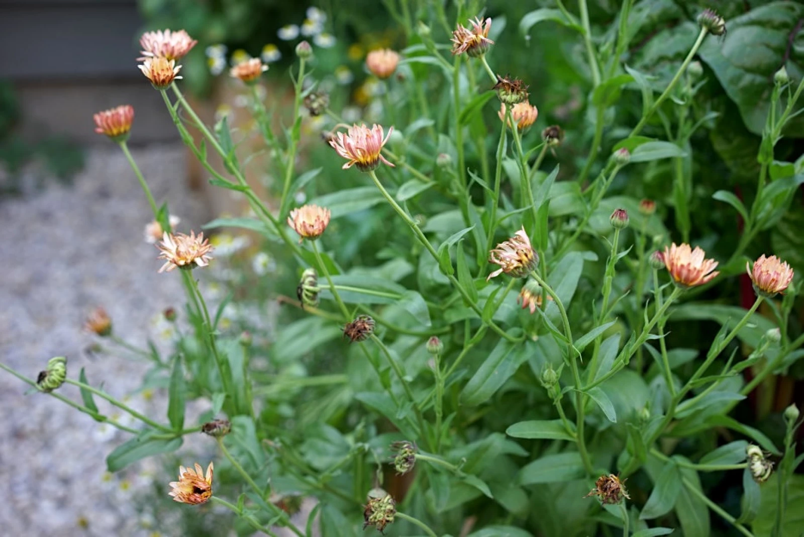 pink calendula flowers