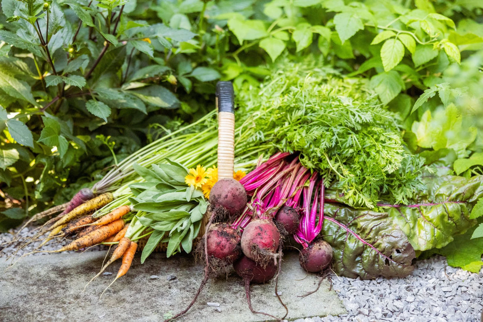 Freshly harvested organic root vegetables—carrots, beets, and greens—arranged on a garden path with lush green foliage in the background.