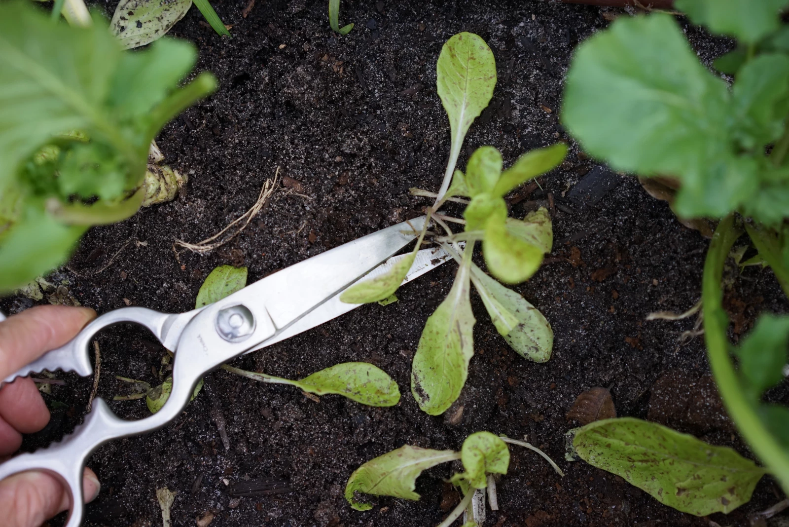how to thin lettuce