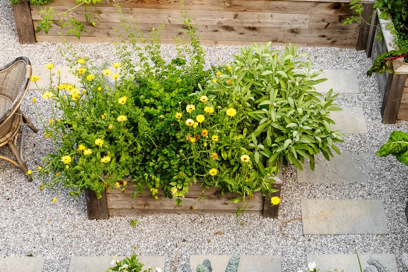 Calendula plants work well in raised beds