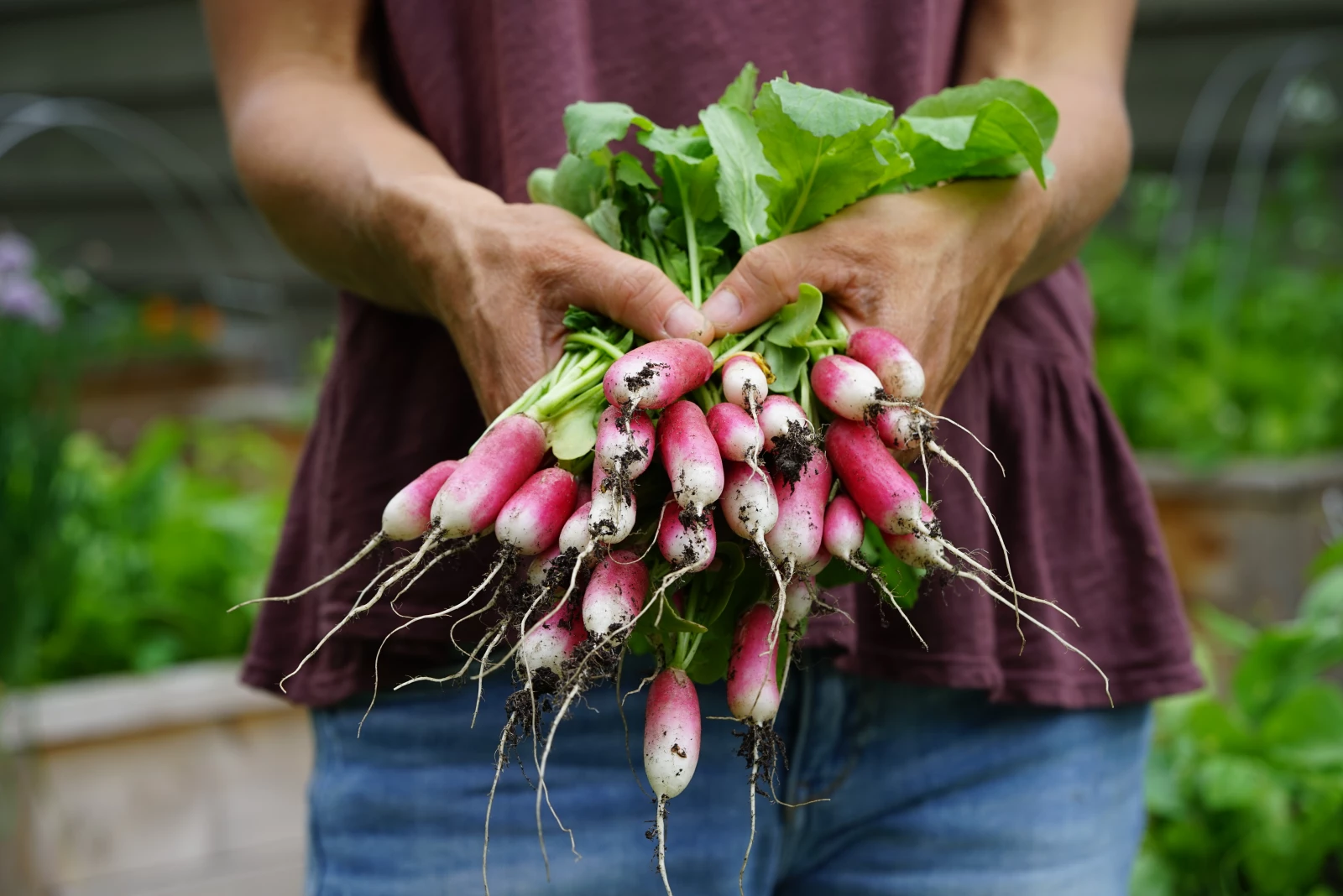 Gardener holding a large bundle of freshly picked French Breakfast radishes with soil still clinging to the roots.