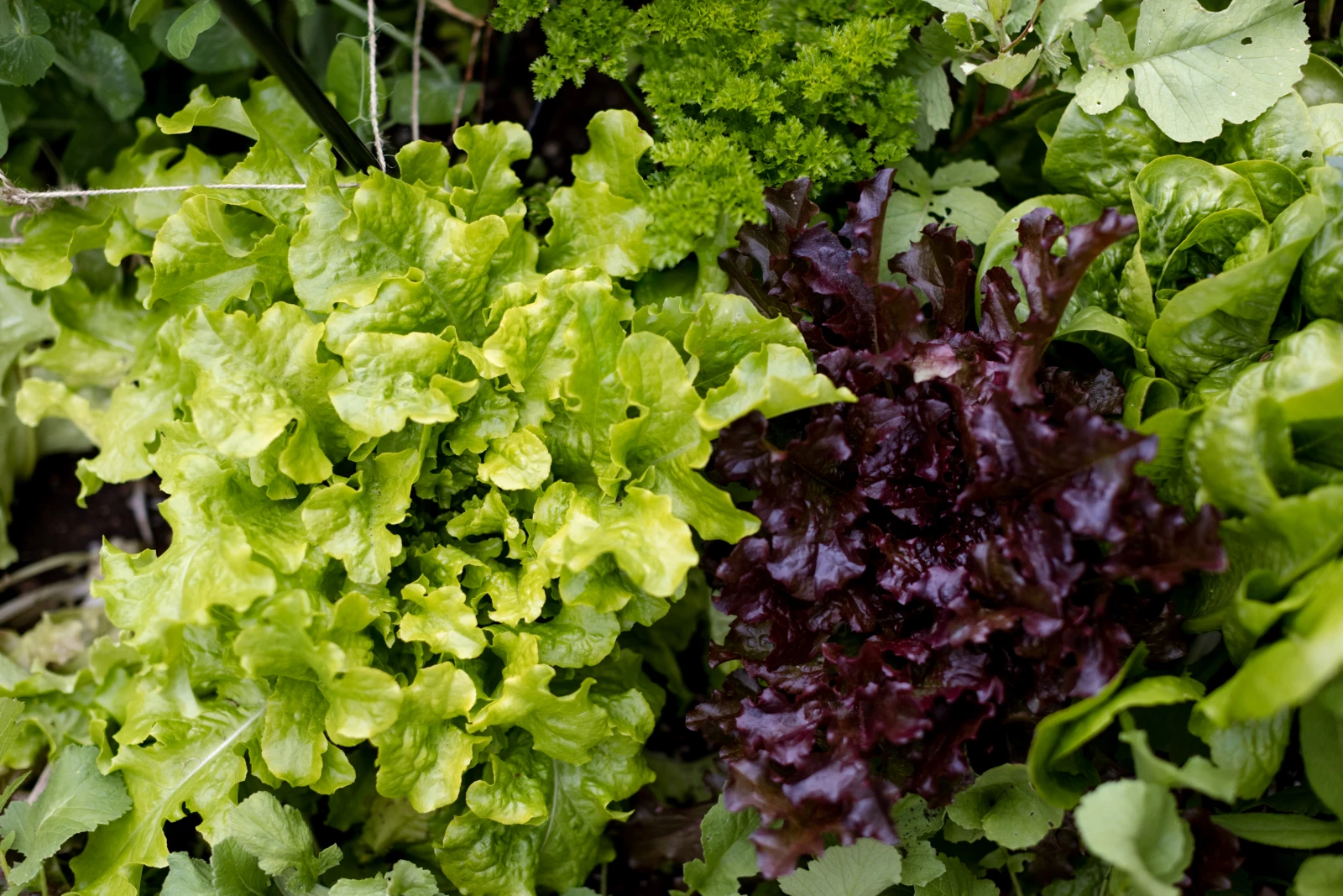 lettuce in garden