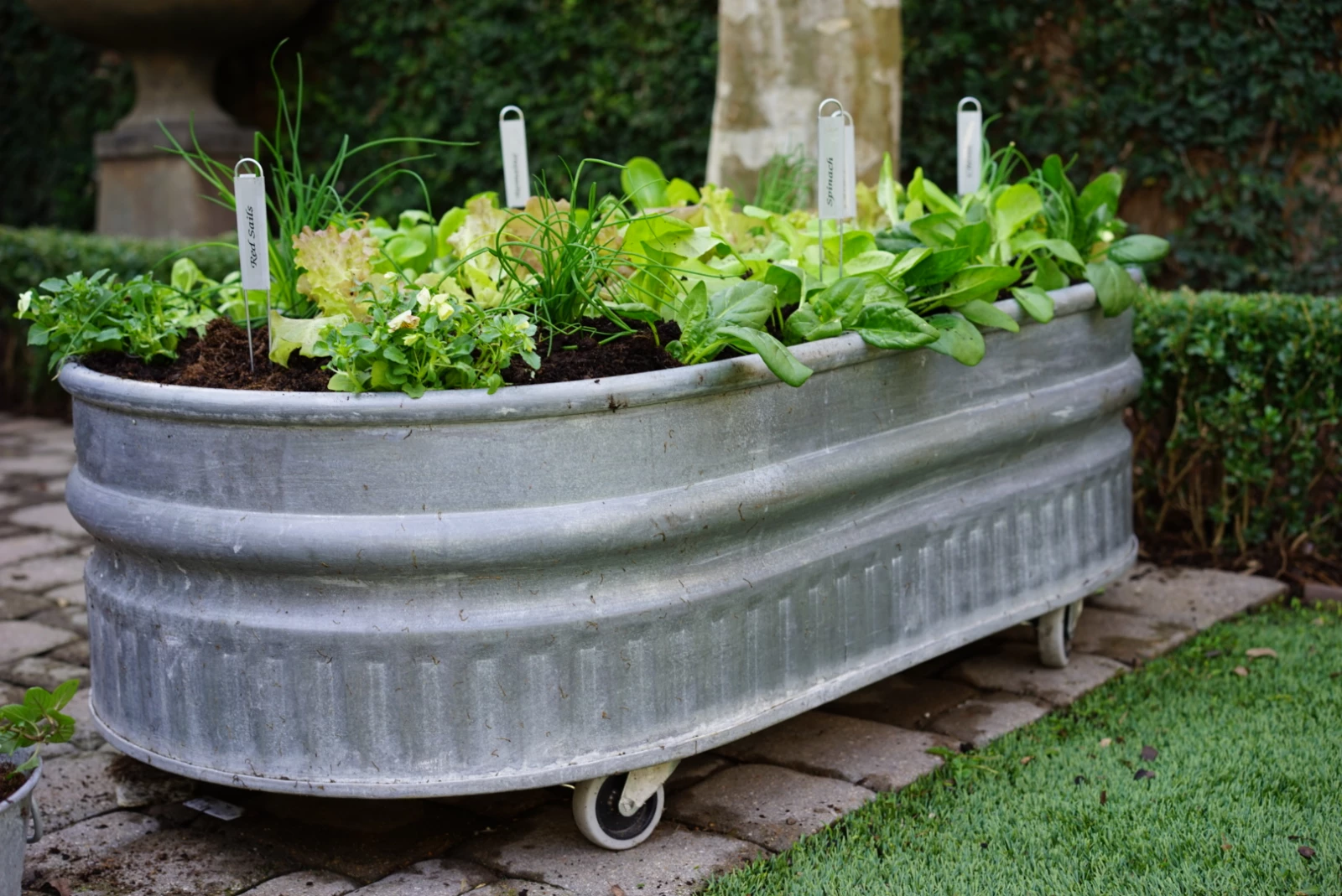 growing lettuce in steel tub on wheels