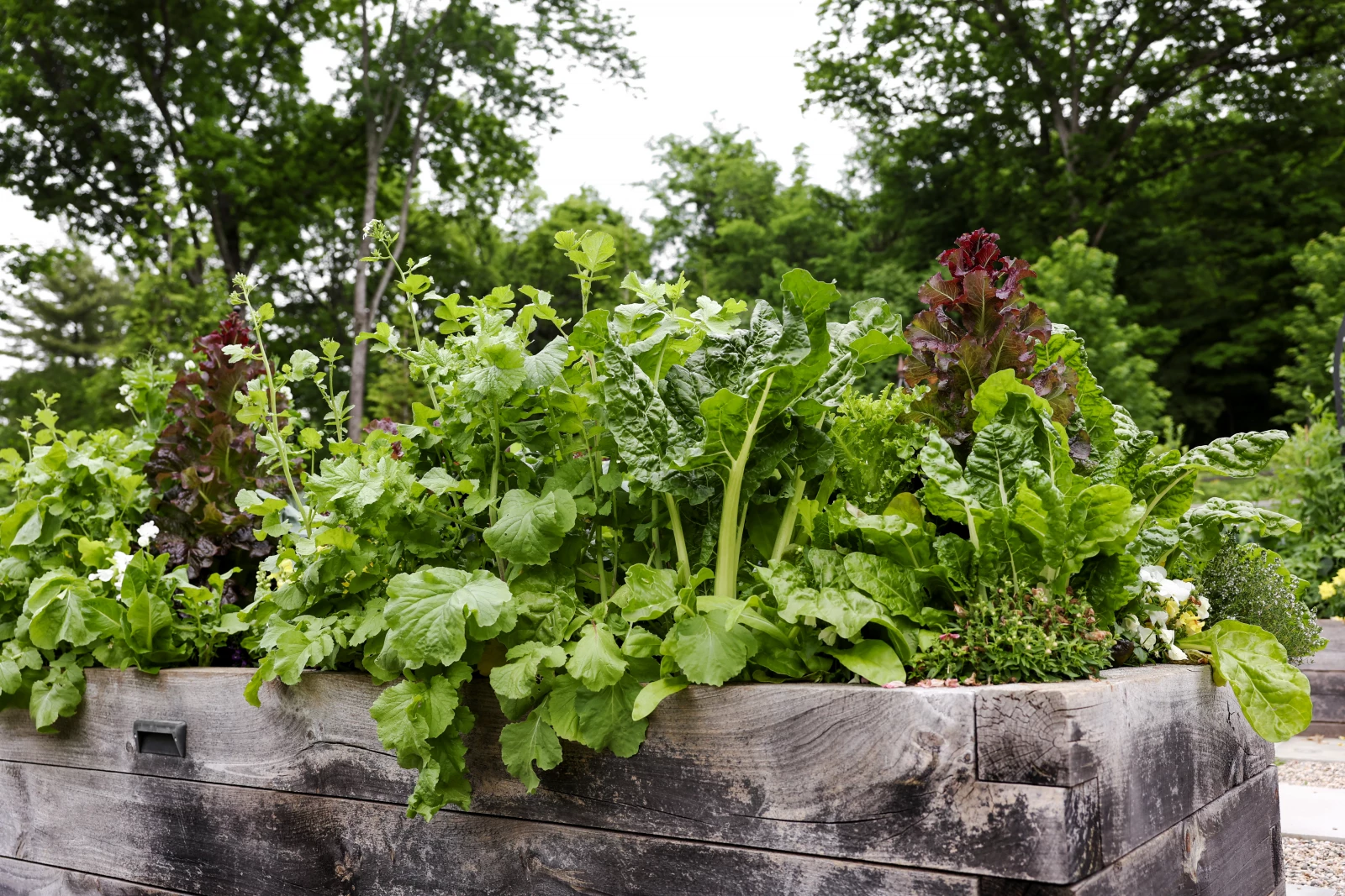 bolting lettuce