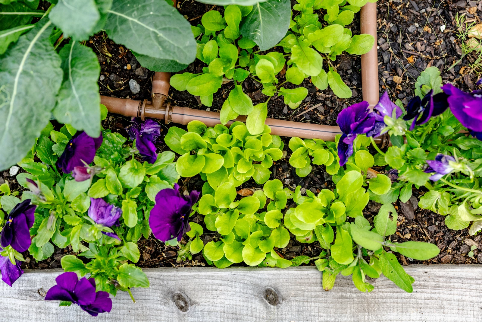 grow lettuce in raised bed