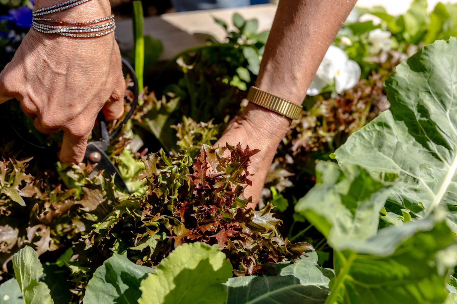 how to harvest lettuce without killing the plant