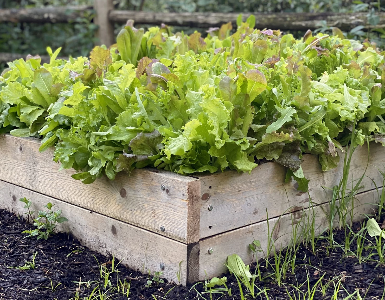 raised bed for growing lettuce plants