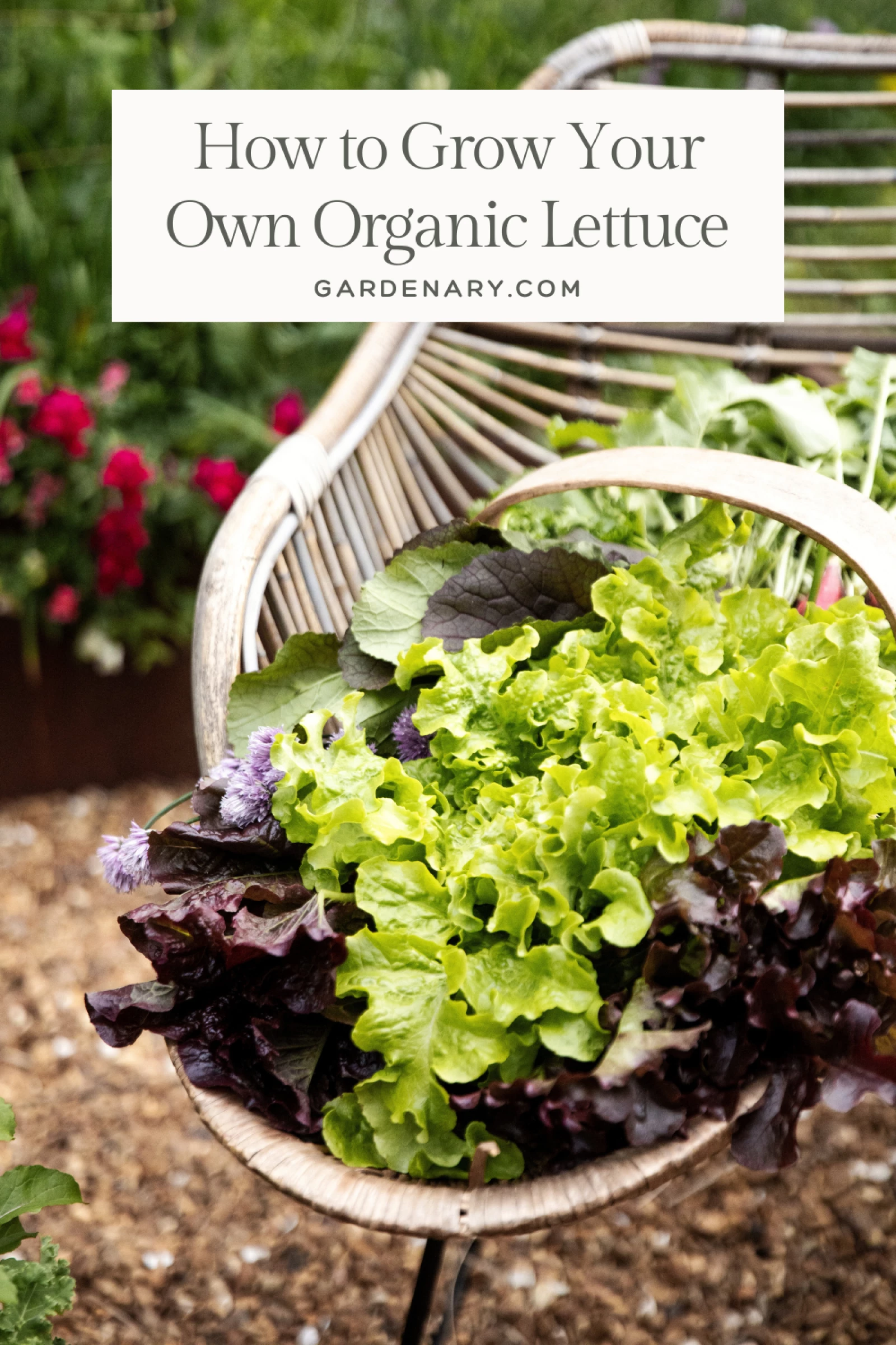 How to Grow Lettuce in an Organic Salad Garden